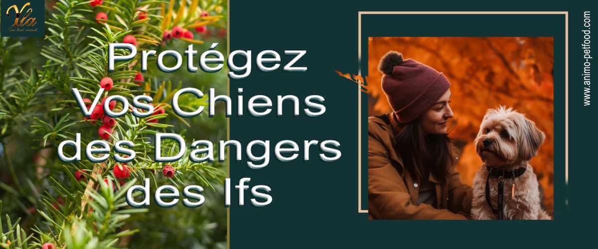 toxicite-des-ifs-et-dangers-pour-les-chiens